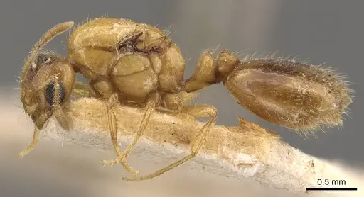 Solenopsis carolinensis specimen CASENT0908856 image casent0908856_3