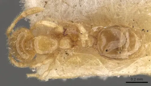 Solenopsis carolinensis specimen CASENT0908857 image casent0908857_1