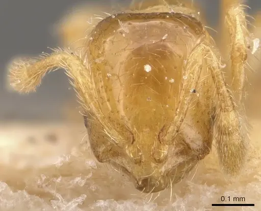 Solenopsis carolinensis specimen CASENT0908857 image casent0908857_2