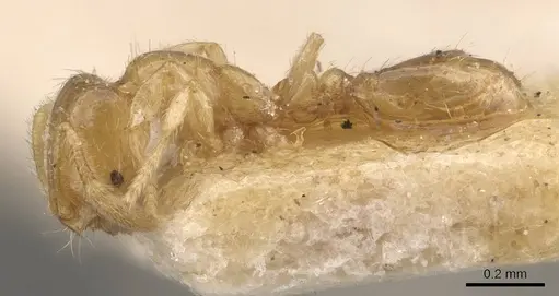 Solenopsis carolinensis specimen CASENT0908857 image casent0908857_3