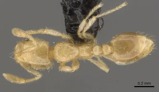 Solenopsis carolinensis specimen CASENT0908858 image casent0908858_1