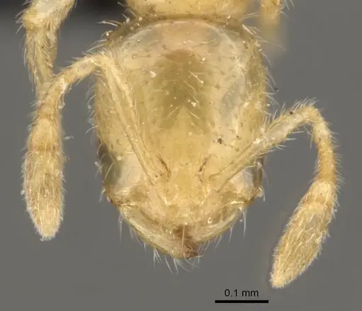 Solenopsis carolinensis specimen CASENT0908858 image casent0908858_2