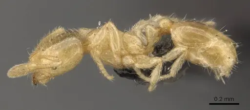 Solenopsis carolinensis specimen CASENT0908858 image casent0908858_3