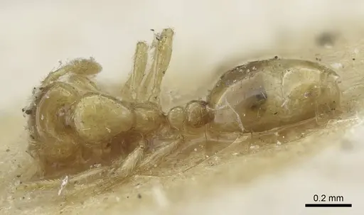 Solenopsis carolinensis specimen CASENT0917009 image casent0917009_1