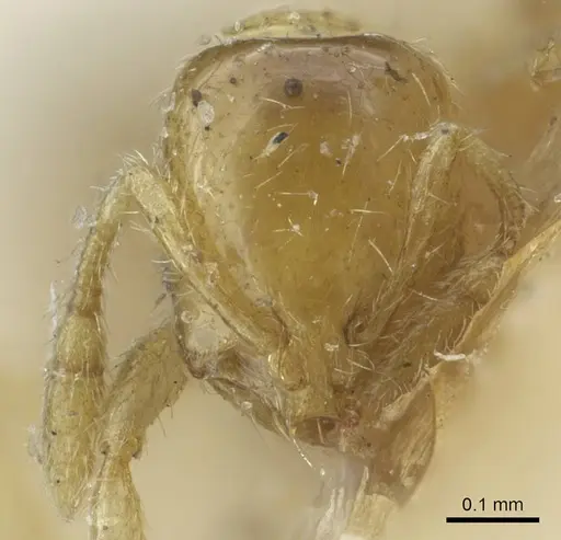 Solenopsis carolinensis specimen CASENT0917009 image casent0917009_2