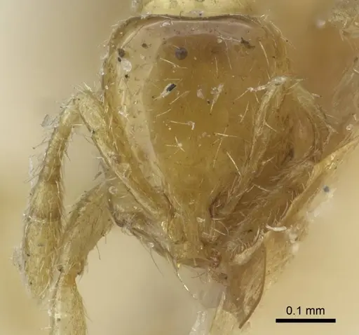 Solenopsis carolinensis specimen CASENT0917009 image casent0917009_3