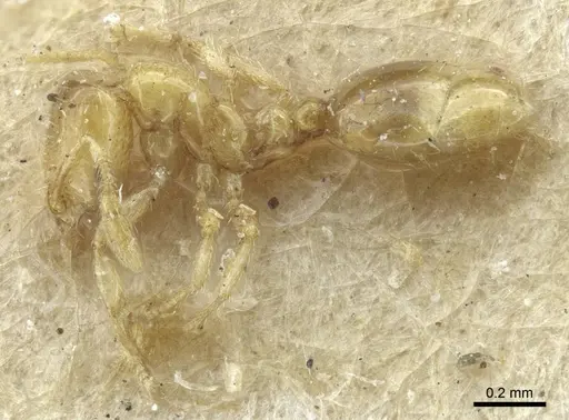 Solenopsis carolinensis specimen CASENT0917009 image casent0917009_4