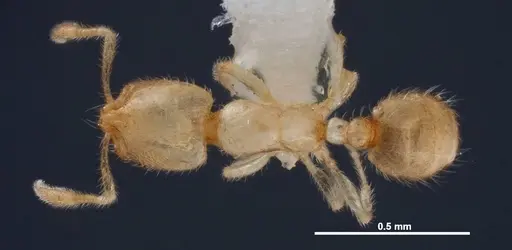 Solenopsis carolinensis specimen FMNHINS0000078523 image fmnhins0000078523_1
