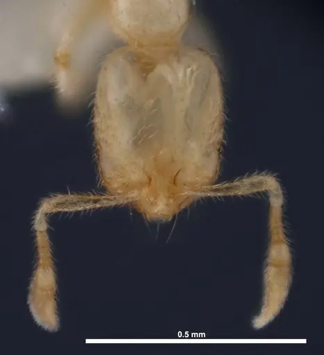 Solenopsis carolinensis specimen FMNHINS0000078523 image fmnhins0000078523_2