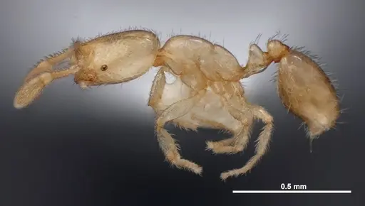 Solenopsis carolinensis specimen FMNHINS0000078523 image fmnhins0000078523_3