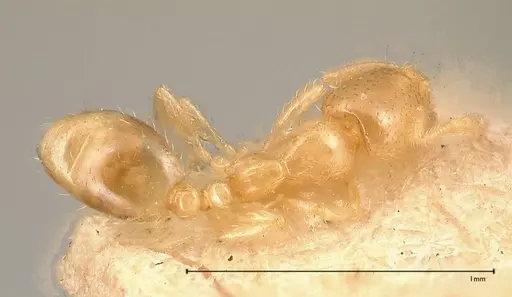 Solenopsis carolinensis specimen FOCOL0642-1 image focol0642-1_1