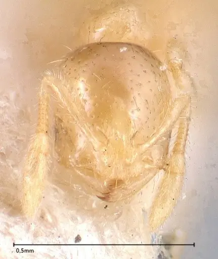 Solenopsis carolinensis specimen FOCOL0642-1 image focol0642-1_2