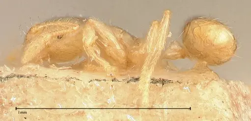 Solenopsis carolinensis specimen FOCOL0642-1 image focol0642-1_3
