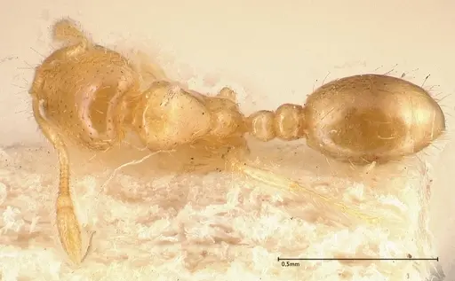Solenopsis carolinensis specimen FOCOL0642-2 image focol0642-2_1
