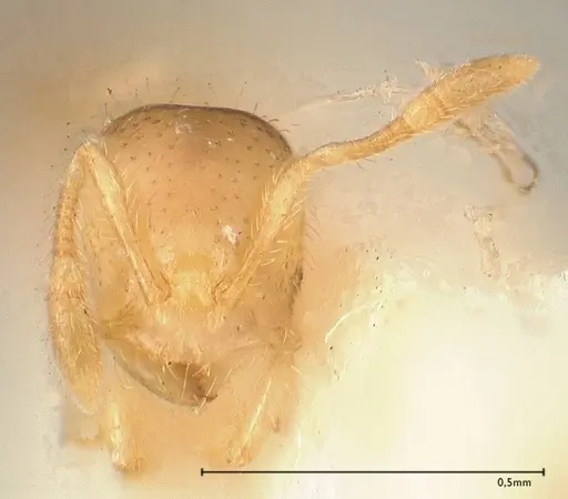 Solenopsis carolinensis specimen FOCOL0642-2 image focol0642-2_2