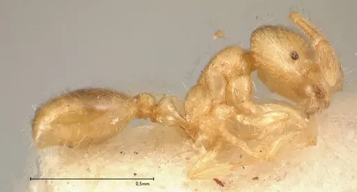Solenopsis carolinensis specimen FOCOL0642-2 image focol0642-2_3