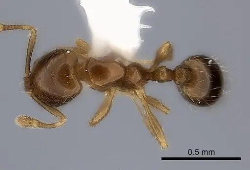 Solenopsis castor specimen CASENT0217930 image casent0217930_1