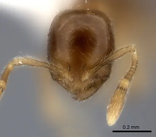Solenopsis castor specimen CASENT0217930 image casent0217930_2