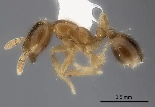 Solenopsis castor specimen CASENT0217930 image casent0217930_3