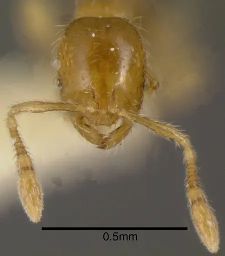 Solenopsis castor specimen CASENT0636193 image casent0636193_1