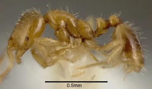 Solenopsis castor specimen CASENT0636193 image casent0636193_2