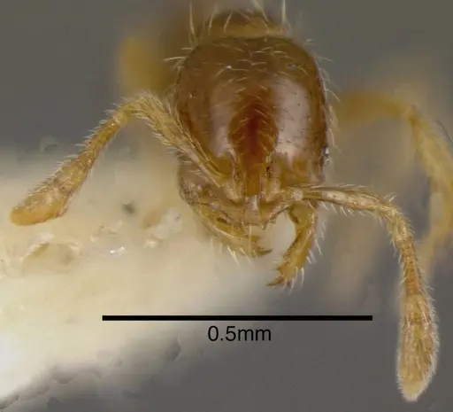 Solenopsis castor specimen CASENT0636194 image casent0636194_1