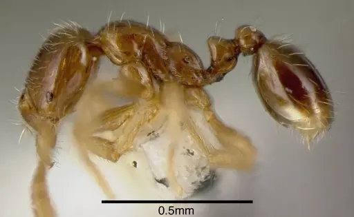 Solenopsis castor specimen CASENT0636194 image casent0636194_2