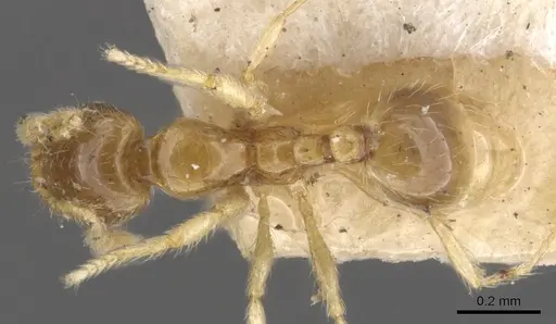 Solenopsis castor specimen CASENT0902344 image casent0902344_1