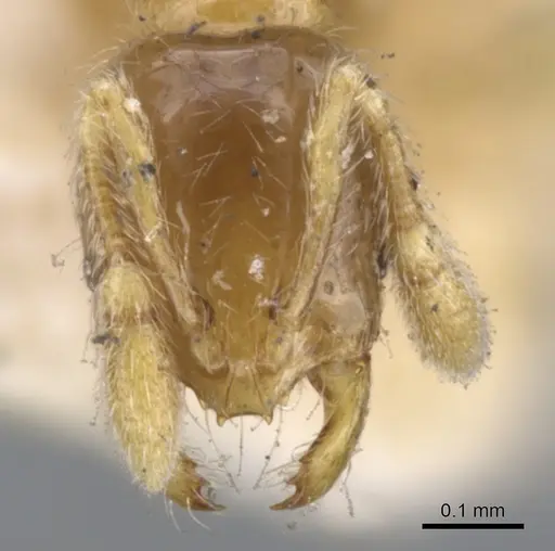 Solenopsis castor specimen CASENT0902344 image casent0902344_2