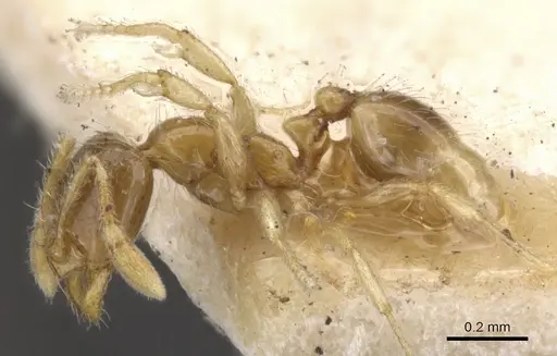 Solenopsis castor specimen CASENT0902344 image casent0902344_3