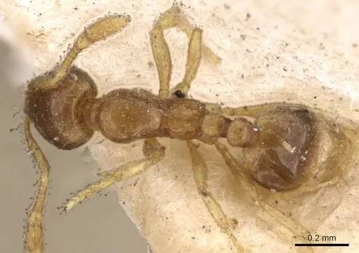 Solenopsis castor specimen CASENT0908819 image casent0908819_1