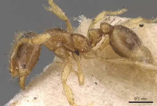 Solenopsis castor specimen CASENT0908819 image casent0908819_3