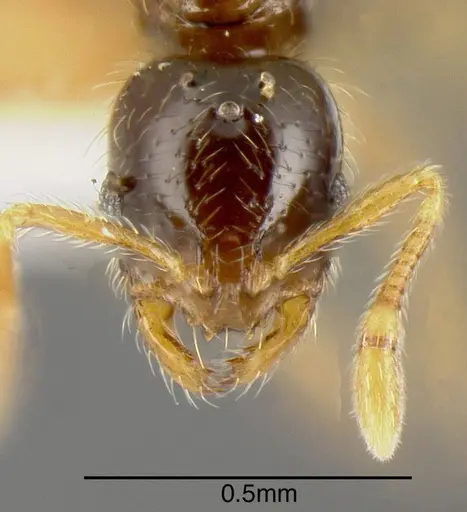 Solenopsis castor specimen INBIOCRI001237585 image inbiocri001237585_1