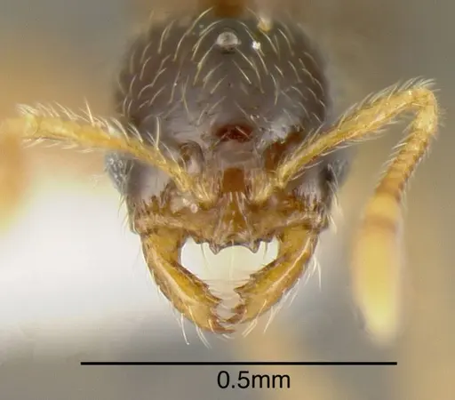 Solenopsis castor specimen INBIOCRI001237585 image inbiocri001237585_2