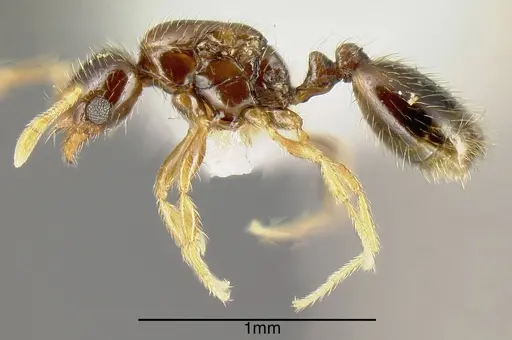 Solenopsis castor specimen INBIOCRI001237585 image inbiocri001237585_3