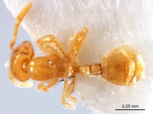 Solenopsis clarki specimen ANTWEB1008717 image antweb1008717_1
