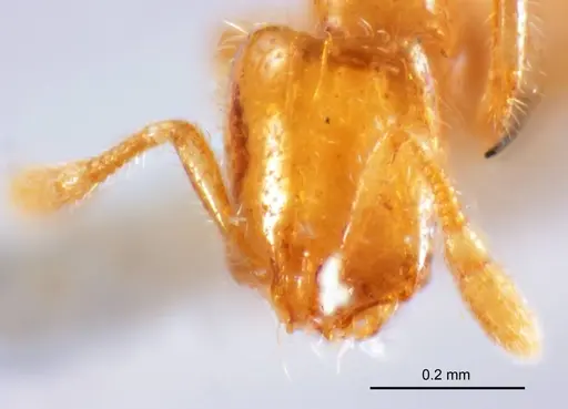 Solenopsis clarki specimen ANTWEB1008717 image antweb1008717_2