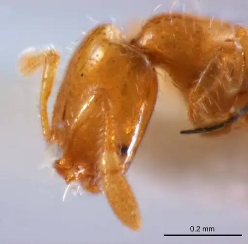 Solenopsis clarki specimen ANTWEB1008717 image antweb1008717_3