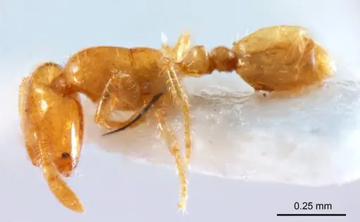 Solenopsis clarki specimen ANTWEB1008717 image antweb1008717_4
