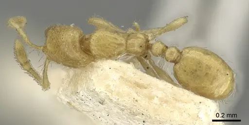Solenopsis clarki specimen CASENT0902365 image casent0902365_1