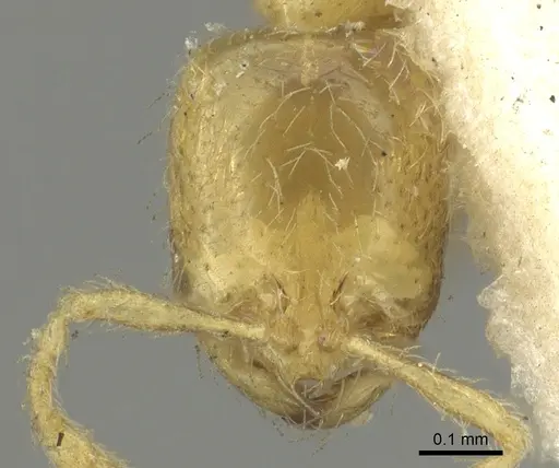 Solenopsis clarki specimen CASENT0902365 image casent0902365_2