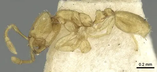 Solenopsis clarki specimen CASENT0902365 image casent0902365_3