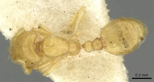 Solenopsis clarki specimen CASENT0902366 image casent0902366_1