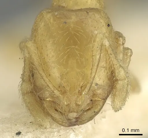 Solenopsis clarki specimen CASENT0902366 image casent0902366_2