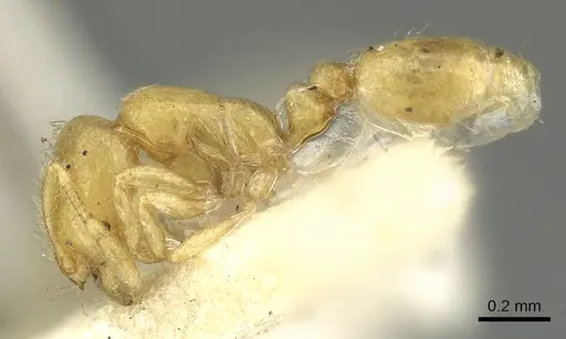 Solenopsis clarki specimen CASENT0902366 image casent0902366_3