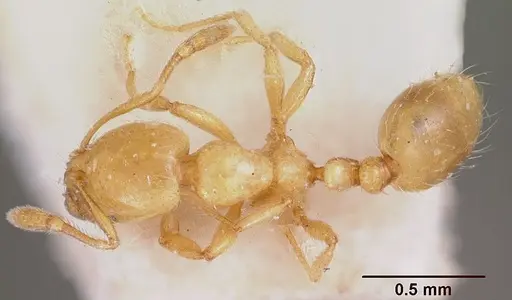 Solenopsis clytemnestra specimen CASENT0103197 image casent0103197_1