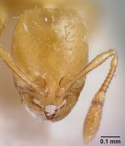 Solenopsis clytemnestra specimen CASENT0103197 image casent0103197_2