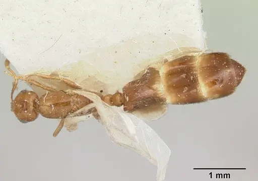 Solenopsis clytemnestra specimen CASENT0103198 image casent0103198_1