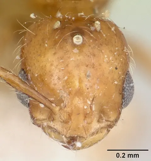 Solenopsis clytemnestra specimen CASENT0103198 image casent0103198_2