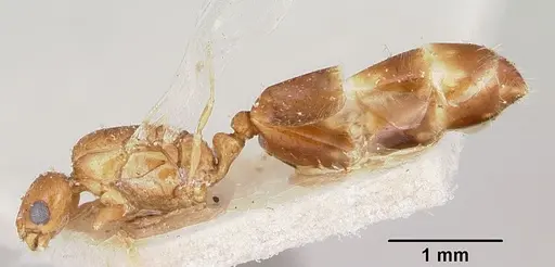Solenopsis clytemnestra specimen CASENT0103198 image casent0103198_3